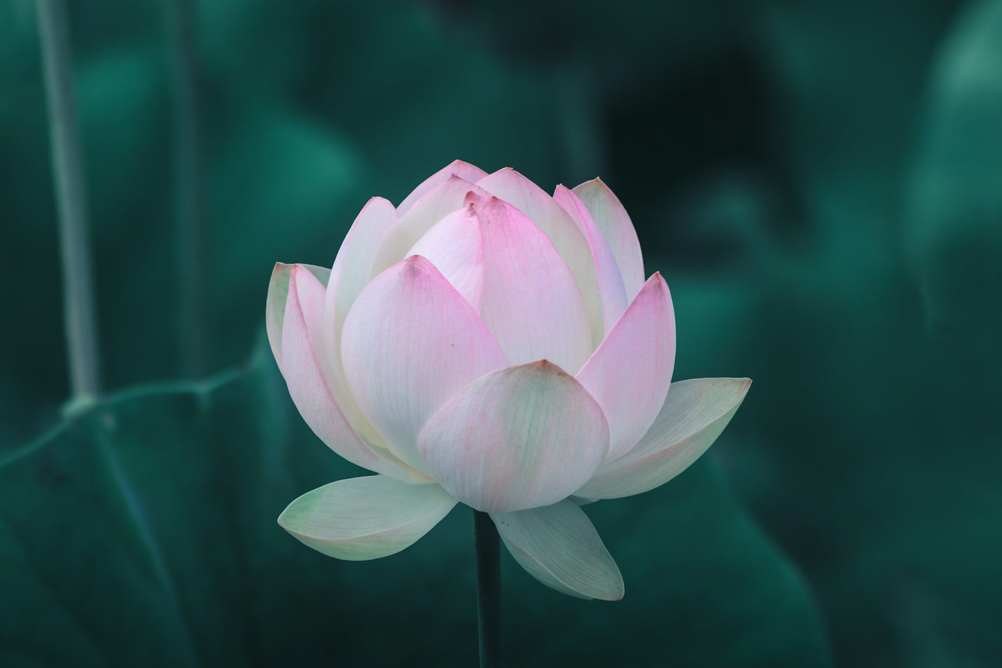 Lotus Blossom