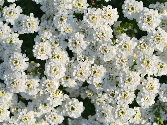 Alyssum