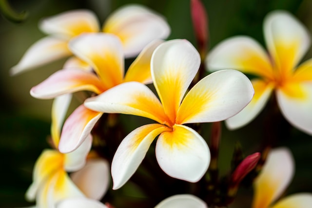 Plumeria