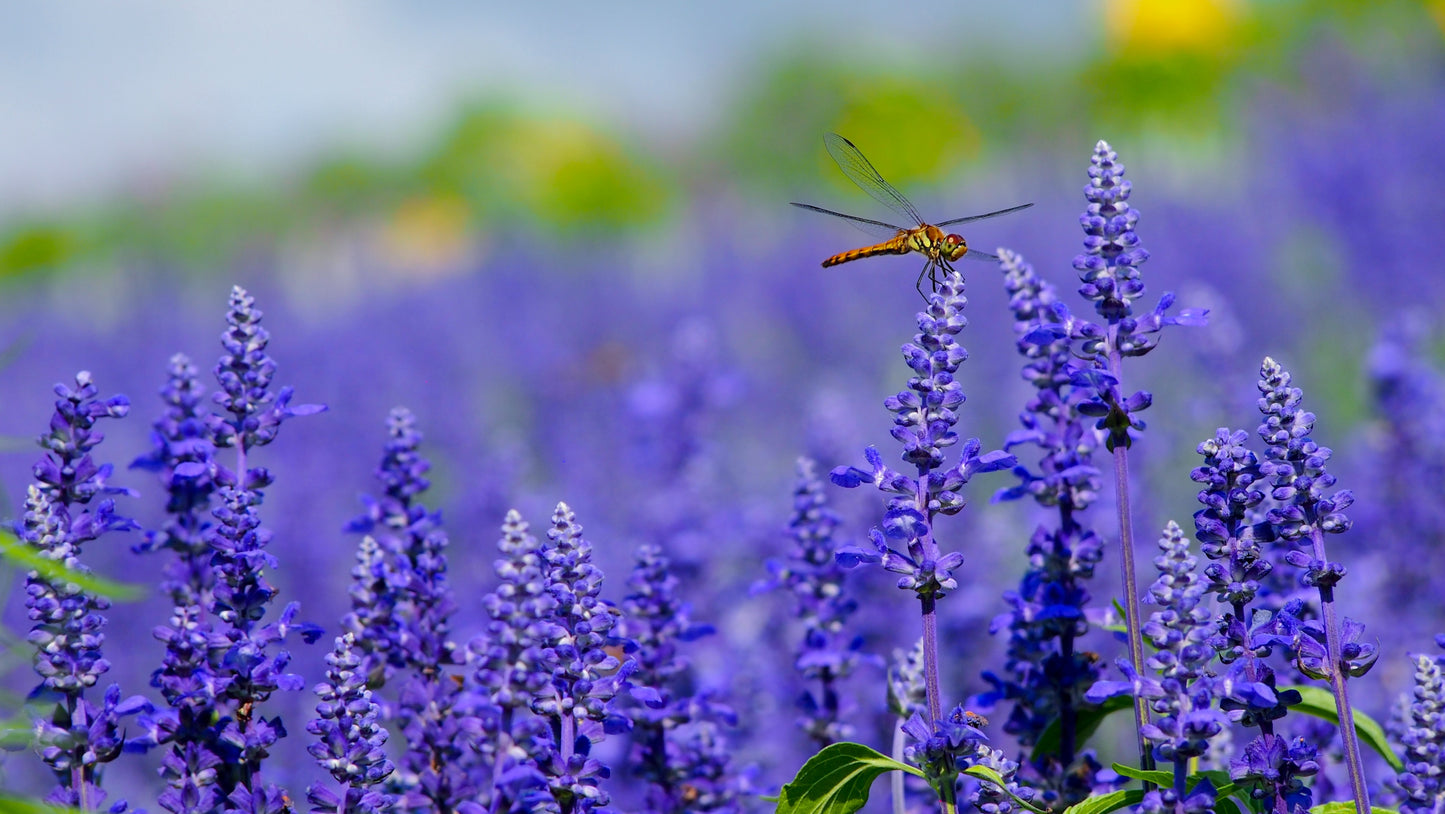 Royal Lavender