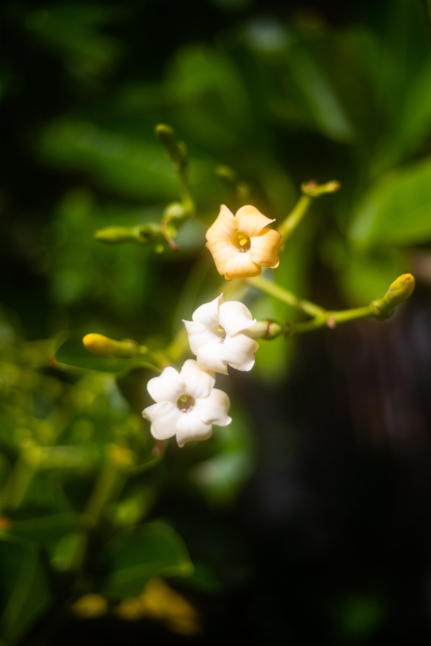 Hawaiian Puakenikeni