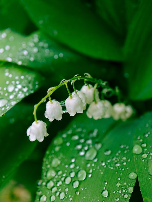 Lilly of the Valley