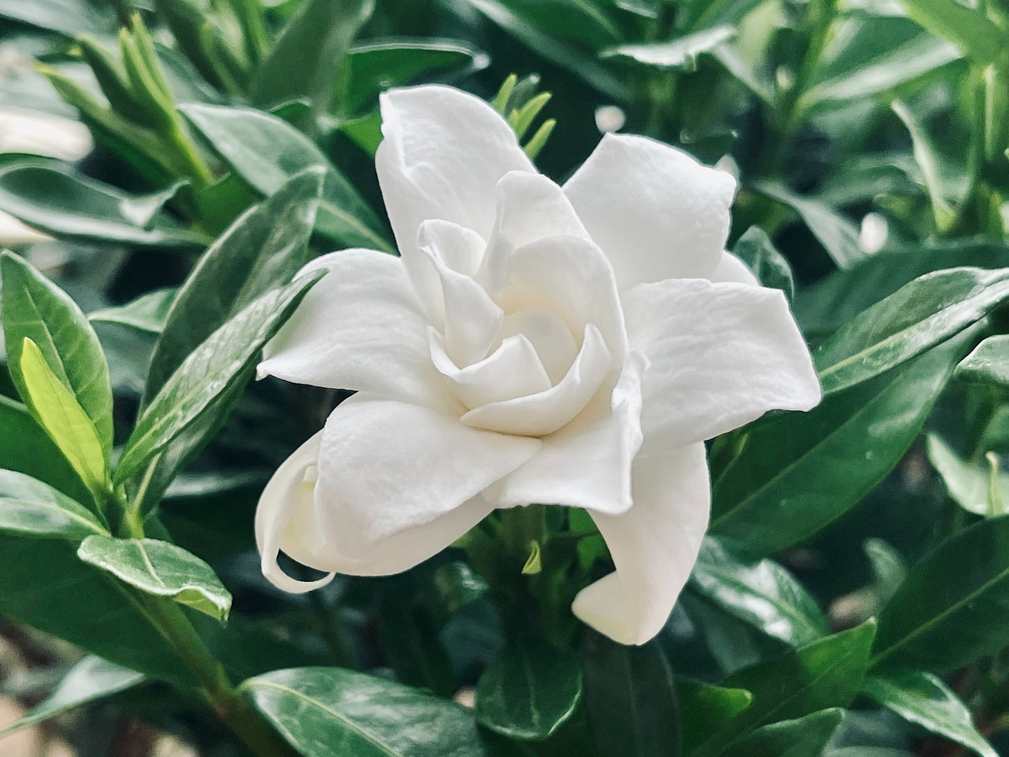 White Gardenia